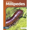 KNYGA Trudy Becker Millipedes