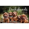 KNYGA C Donald Dachshunds