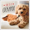 KNYGA Charlie Ellis Love is a Cockapoo