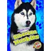 KNYGA Chris Bowman Siberian Huskies