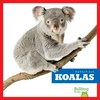 KNYGA Deniston Koalas