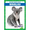 KNYGA Deniston Koalas