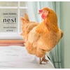 KNYGA Holmes Janet Nest