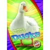 KNYGA Kari Schuetz Ducks