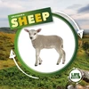 KNYGA Kirsty Holmes Life Cycle of a Sheep