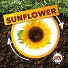 KNYGA Kirsty Holmes Life Cycle of a Sunflower