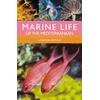 KNYGA Lawson Wood Marine Life of the Mediterranean