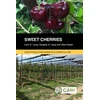 KNYGA Lynn Long Sweet Cherries