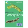 KNYGA Marianne Taylor RSPB ID Spotlight - Caterpillars