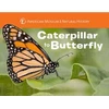 KNYGA Melissa Stewart Caterpillar to Butterfly