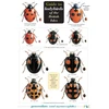 KNYGA M.E.N. Majerus, Helen Roy, Peter Brown, Remy Ware Guide to Ladybirds of the British Isles