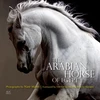 KNYGA Nasr Marei Arabian Horse of Egypt