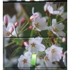 KNYGA Peony Press Memo Block Cherry Blossom