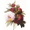 KNYGA Peony Press Memo Block: Redoute Peony