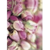 KNYGA Peony Press Notebook: Rosebuds