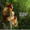 KNYGA Rosamund Kidman Cox How Wildlife Photography Became Art