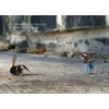 KNYGA Slinkachu. Little People in the City
