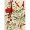 KNYGA Tuttle Tuttle Studio Chili Peppers & Shiso Leaves Blank Hardcover Journal