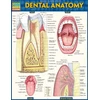 KNYGA Vincent Perez Dental Anatomy