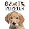 KNYGA Amber Books Puppies