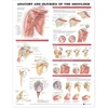 KNYGA Anatomy and Injuries of the Shoulder Anatomical Chart
