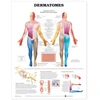 KNYGA Dermatomes Anatomical Chart