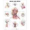 KNYGA Head and Neck Anatomical Chart