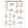 KNYGA Ligaments of the Joints Anatomical Chart