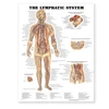 KNYGA Lymphatic System Anatomical Chart