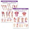KNYGA Anatomical Chart Trigger Point Chart Set: Torso &amp; Extremities Lam