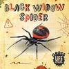 KNYGA Anthony William Juodas Widow Spider