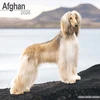 KNYGA Bookshop Afghan Calendar 2026 Square Dog Breed Wall Calendar - 16 Month