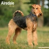 KNYGA Bookshop Airdale Calendar 2026 Square Dog Breed Wall Calendar - 16 Month