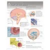 KNYGA Bookshop CSF &amp; the Brain Laminated Poster
