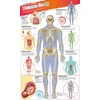 KNYGA Bookshop DKfindout! Human Body Poster