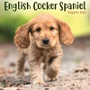 KNYGA Bookshop English Cocker Spaniel Puppies Square Mi