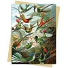 KNYGA Bookshop Ernst Haeckel: Hummingbirds Greeting Card Pack