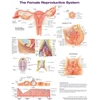 KNYGA Bookshop Female Reproductive System Anatomical Chart