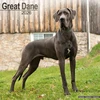 KNYGA Bookshop Great Dane (Euro) Calendar 2026 Square Dog Breed Wall Calendar - 16 Month