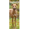 KNYGA Bookshop Greyhound Slim Calendar 2026 Dog Breed Slimline Calendar - 12 Month