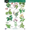 KNYGA Bookshop Guide to Hedgerows