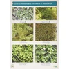 KNYGA Bookshop Guide to Mosses and Liverworts of Woodlands