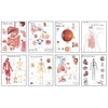 KNYGA Bookshop Human Anatomy Chart Pack
