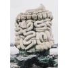 KNYGA Bookshop Le pied, le pull-over et le systeme digestif