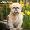 KNYGA Bookshop Lhasa Apso Calendar 2026 Square Dog Breed Wall Calendar - 16 Month