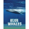 KNYGA Bookshop Mėlyna Whales