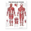 KNYGA Bookshop Muscular System Giant Chart