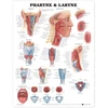 KNYGA Bookshop Pharynx &amp; Larynx Anatomical Chart