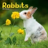 KNYGA Bookshop Rabbits Calendar 2026 Square Animal Wall Calendar - 16 Month