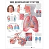 KNYGA Bookshop Respiratory System Anatomical Chart